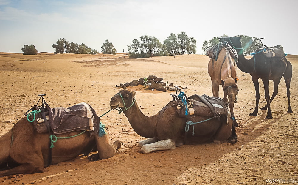 Kinh nghiệm du lịch Maroc
